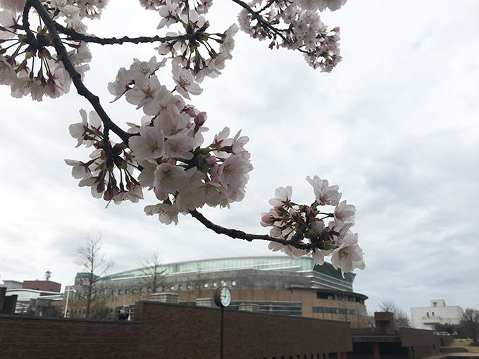 富山市【富岩運河環水公園】満開の桜と水が豊かな公園
