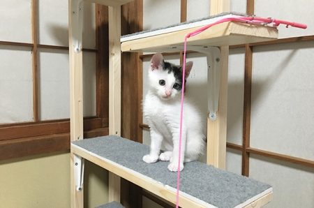 子猫「こばん」用のキャットタワーを自作。意外と良い出来栄え（笑）