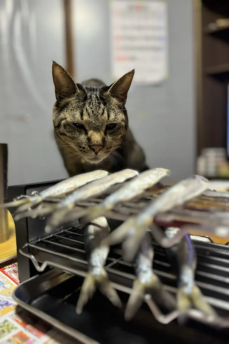 画像 焼き鳥焼き器 魚を焼くと愛猫が狙ってくる