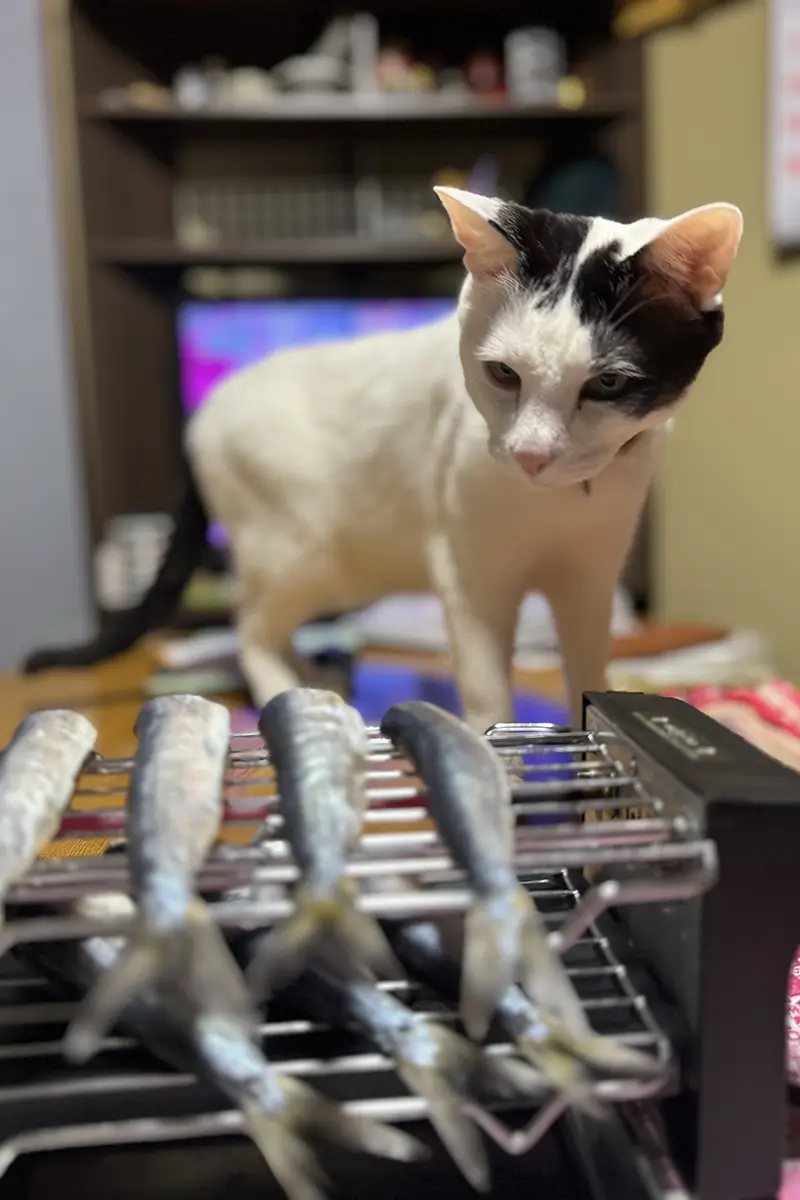 画像 焼き鳥焼き器 魚を焼くと愛猫が狙ってくる
