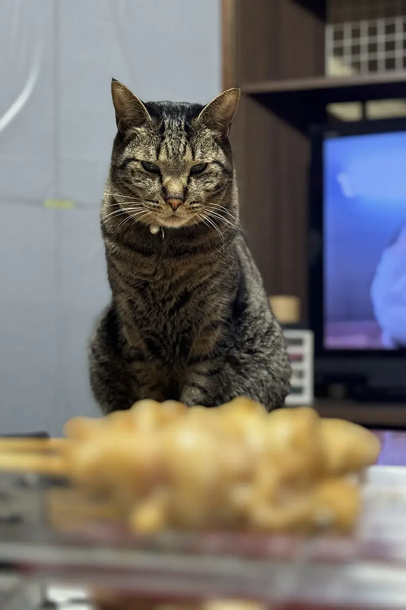 画像 焼き鳥焼き器 焼き鳥を焼くと愛猫が狙ってくる