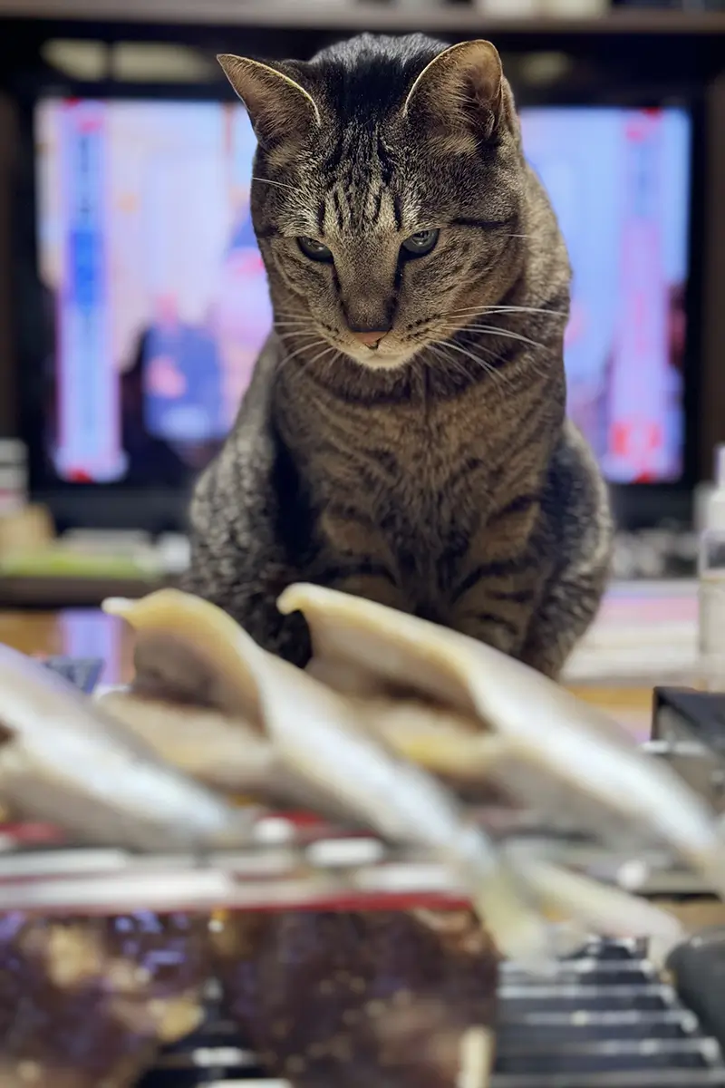 画像 焼き鳥焼き器 魚を焼くと愛猫が狙ってくる