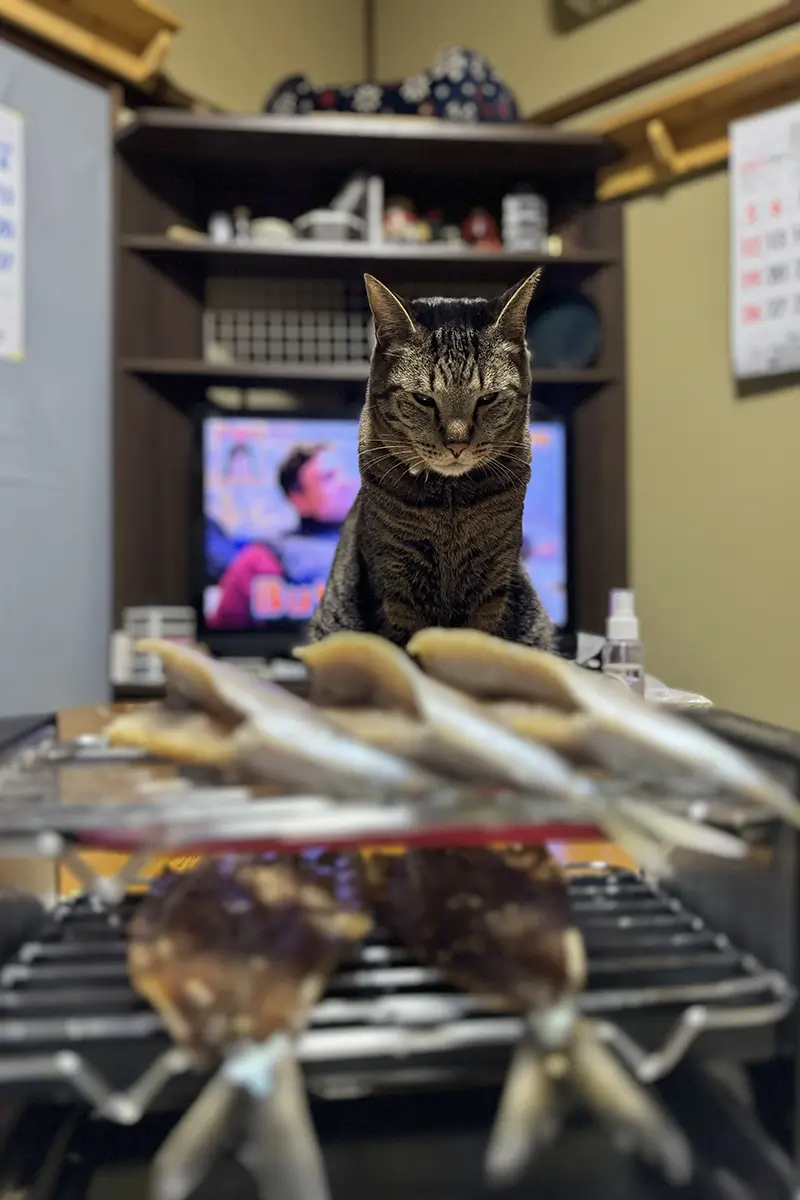 画像 焼き鳥焼き器 魚を焼くと愛猫が狙ってくる