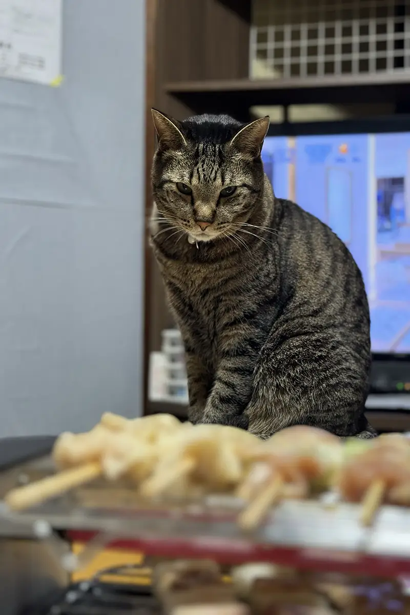 画像 焼き鳥焼き器 焼き鳥を焼くと愛猫が狙ってくる
