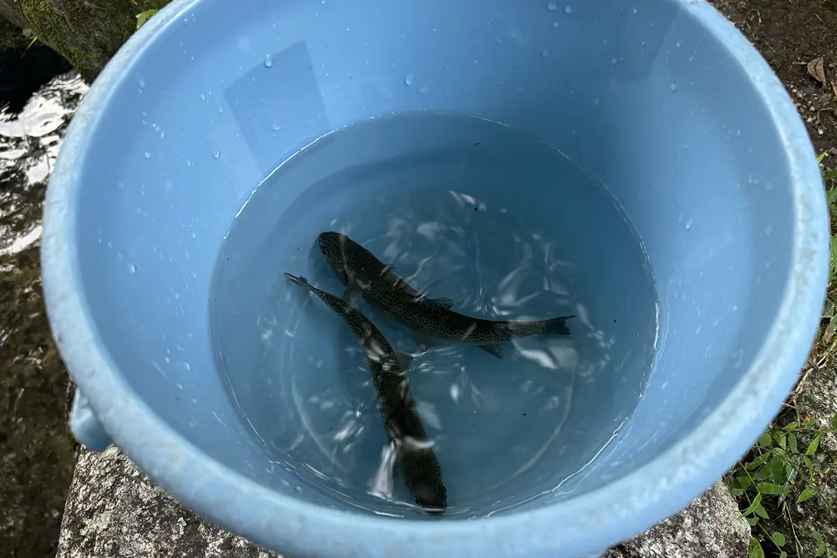 SHITARA VILLAGE　センターハウス（管理棟）裏の小川で川魚掴み取り